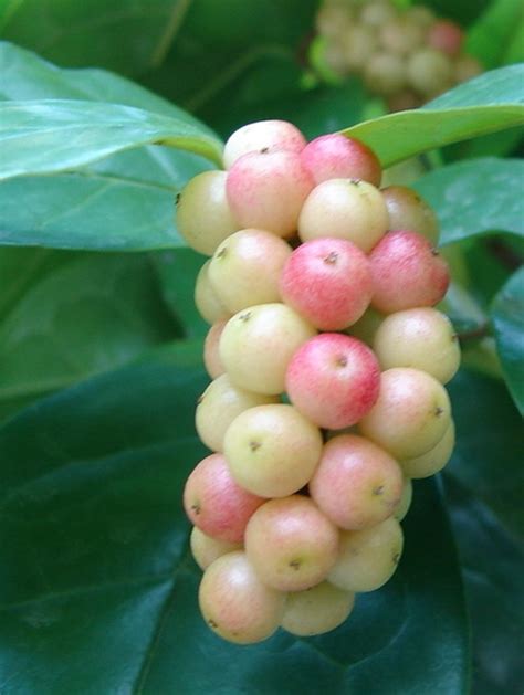 枯里珍果實可以吃嗎|花草植物園藝 